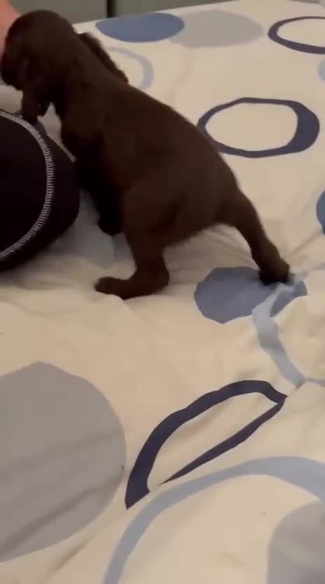 Cocker Spaniel dogs for sale: Cocker Spanial Puppies (2 left) - Video 5