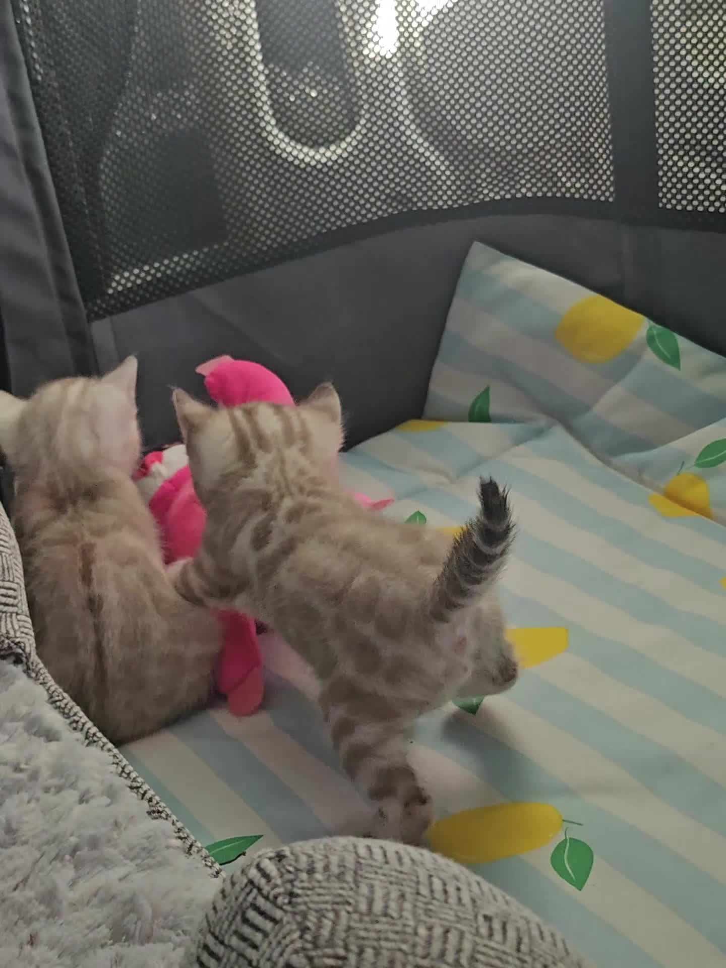 Bengal cats for sale: Stunning bengal kittens  - Video 1