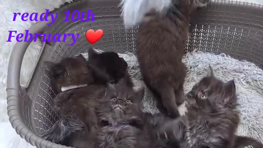 Maine Coon cats for sale: Beautiful Russian Bloodline babies  - Video 5