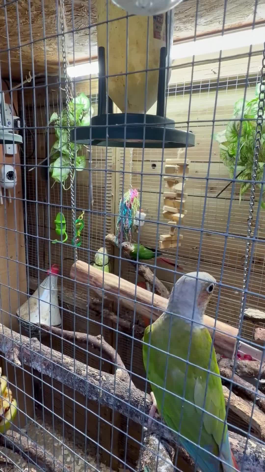 Conures birds for sale: Pair of conures for sale  - Video 1