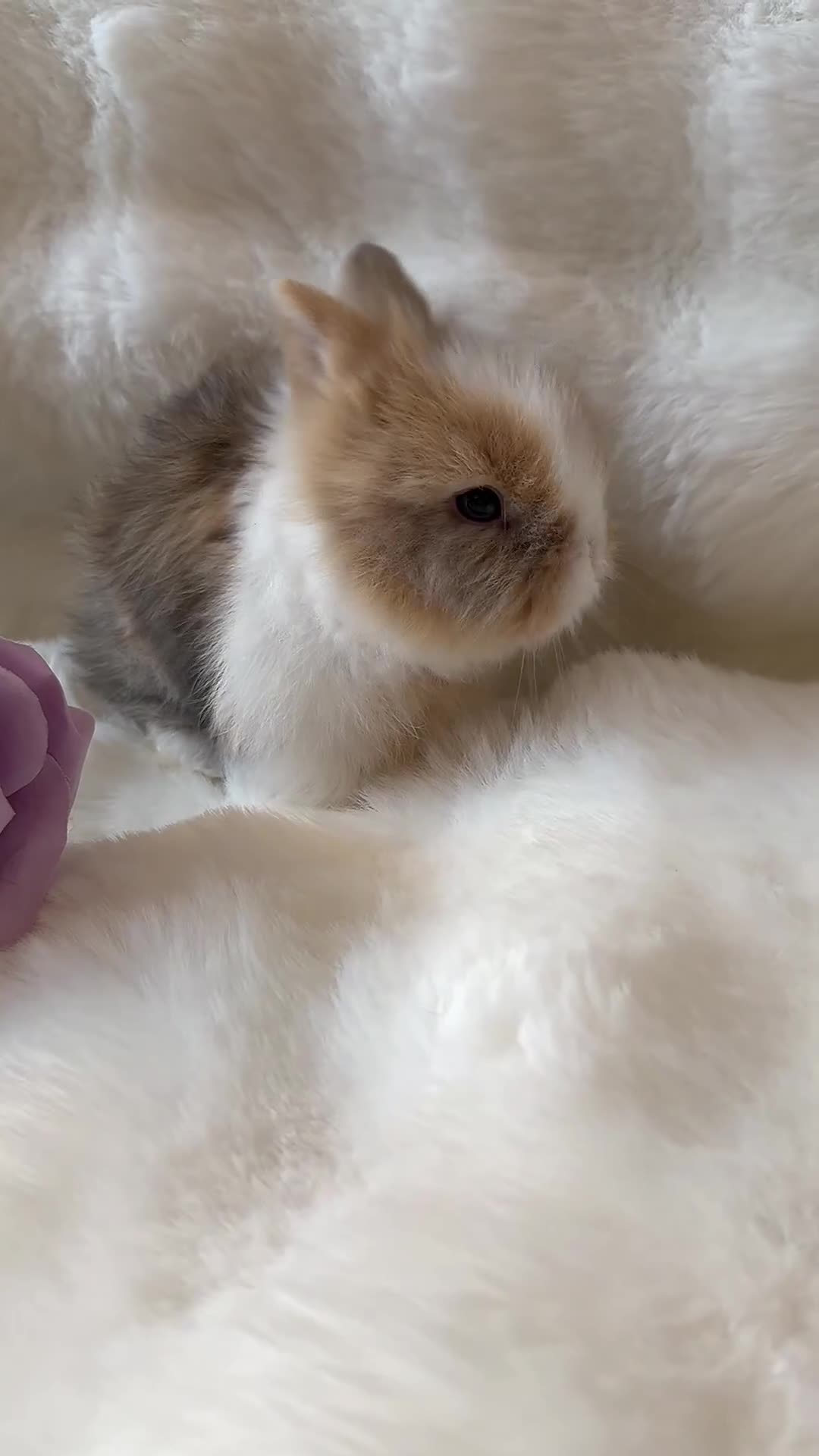 Lionhead rabbits for sale: PEDIGREE DOUBLE-MANE LIONHEADS 💕 - Video 1