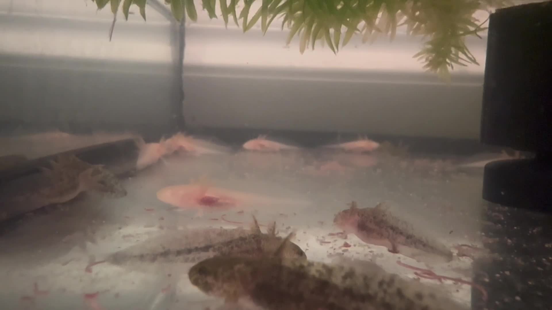 Axolotl reptiles for sale: Axolotl Babies - updated pictures!!  - Video 2