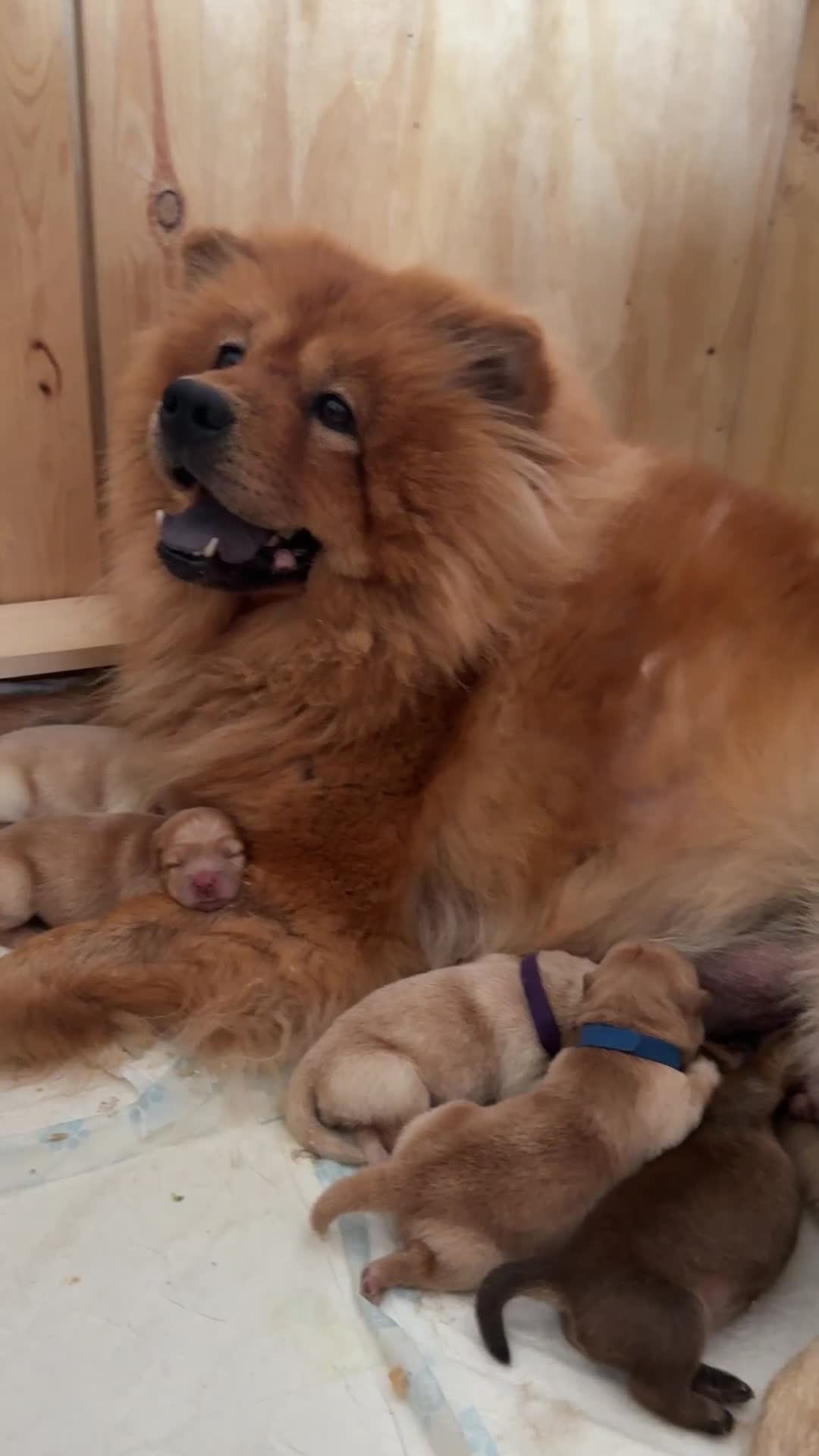 Chow Chow dogs for sale: ONE GIRL LEFT! Adorable Chow Chow Cubs 🐻  - Video 1