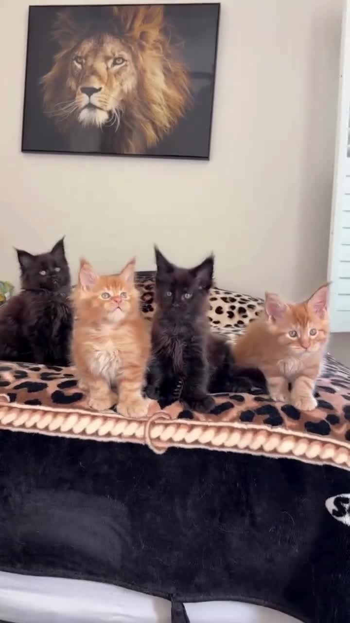 Maine Coon cats for sale: PureBred maine coon kittens - Video 1