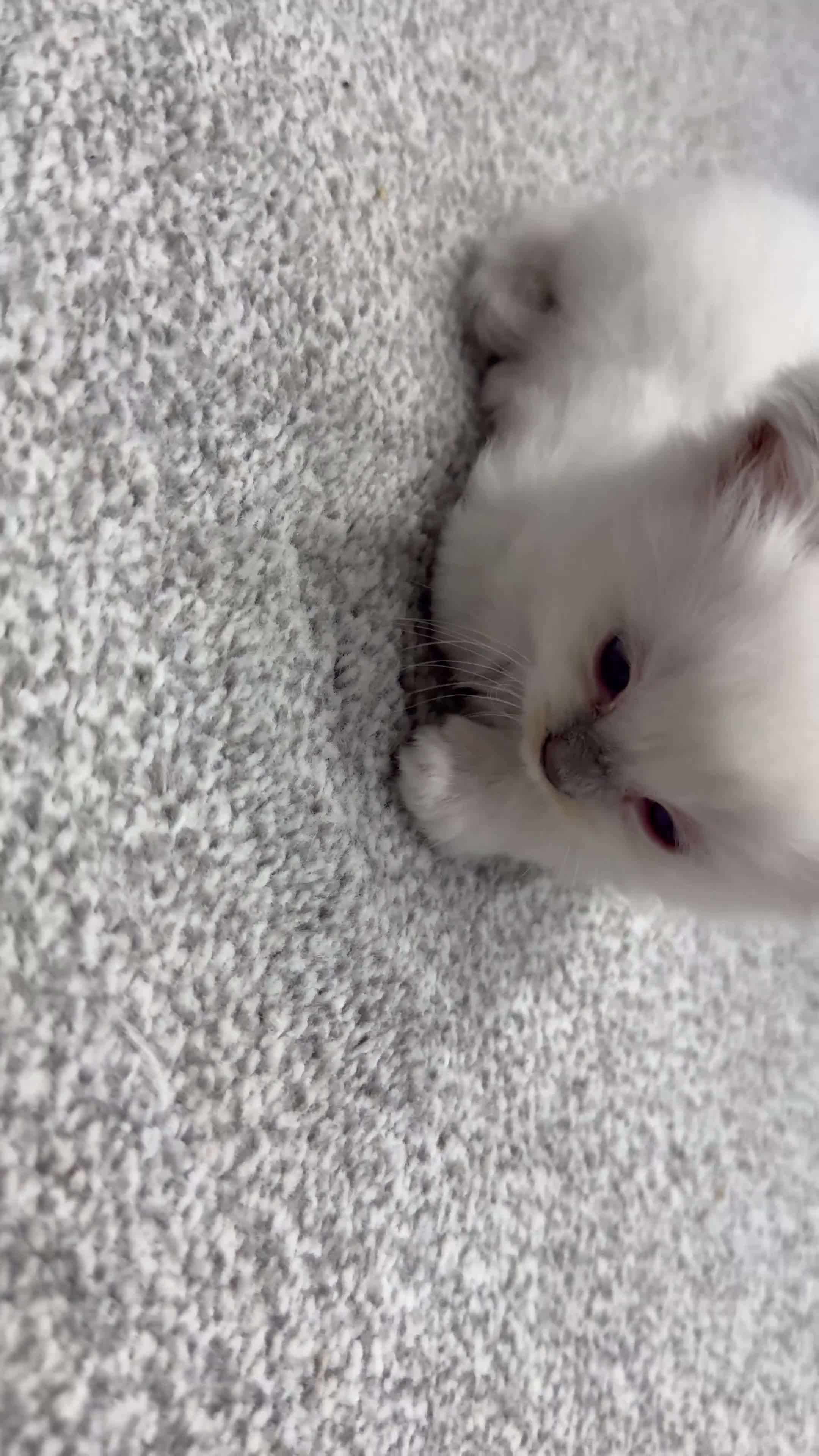 Ragdoll cats for sale: 2 stunning ragdoll kittens and 2 ragdoll x bengal  - Video 3