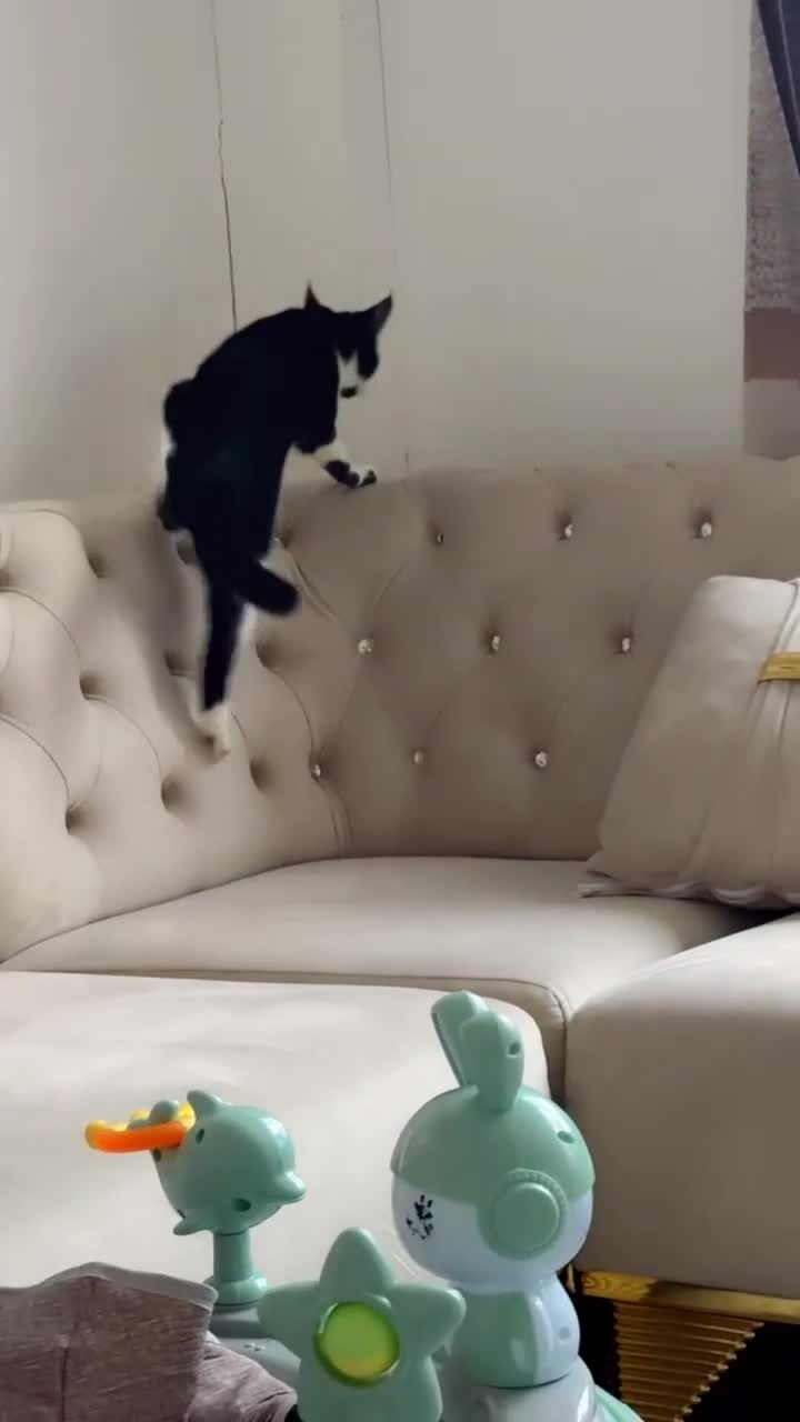 Domestic Shorthair cats for sale: Bicolar shorthair  female  - Video 1