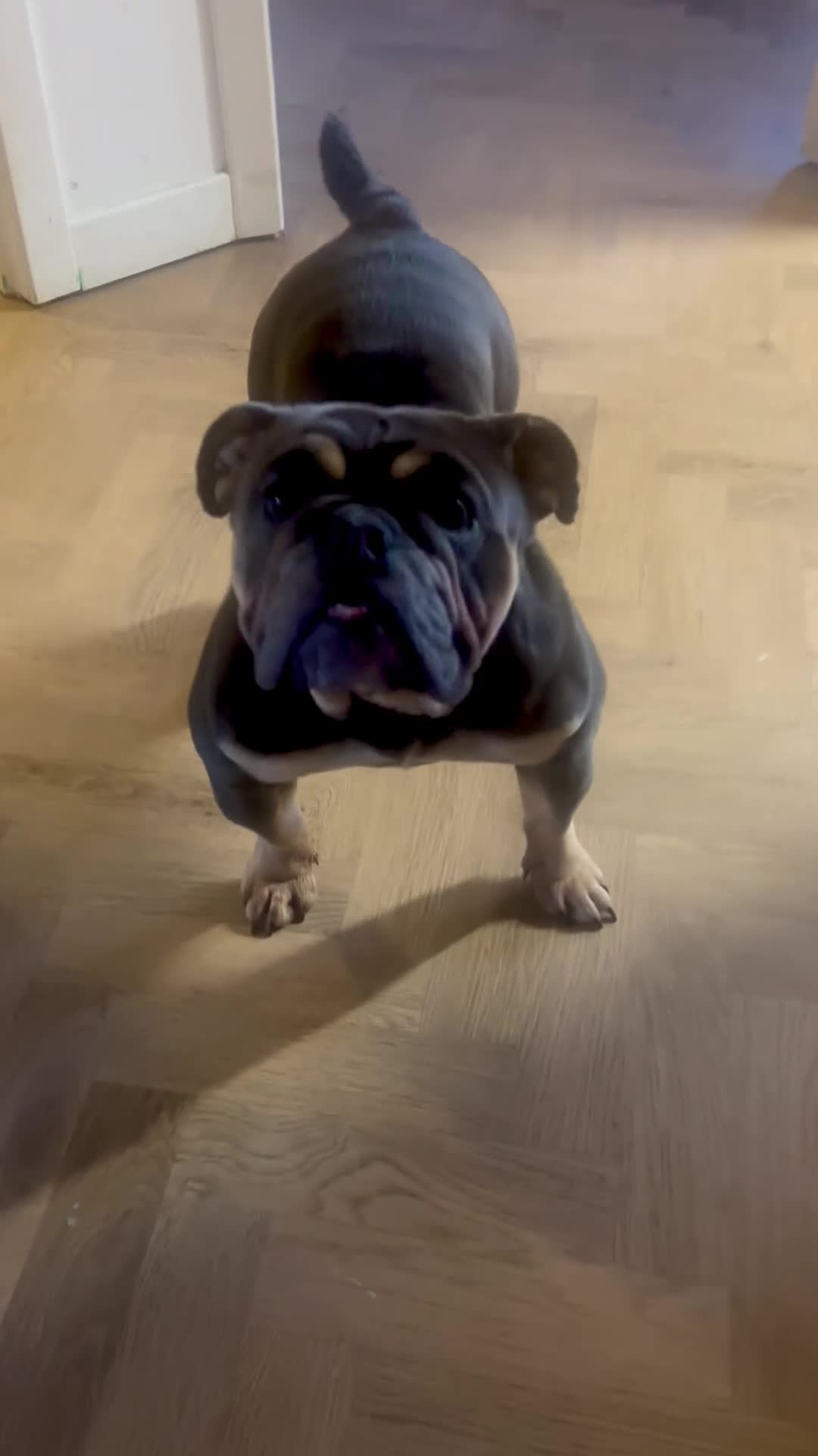 English Bulldog dogs for sale: English bulldog litter due soon 🐾 in Glasgow - Video 3