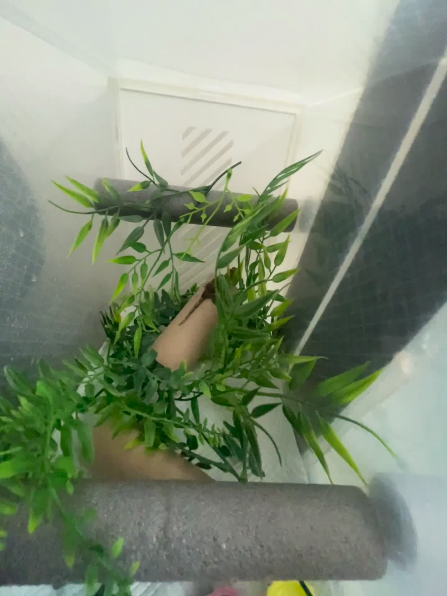 Gecko reptiles for sale: Tame Gargoyle gecko baby with grow out setup £145 - Video 2