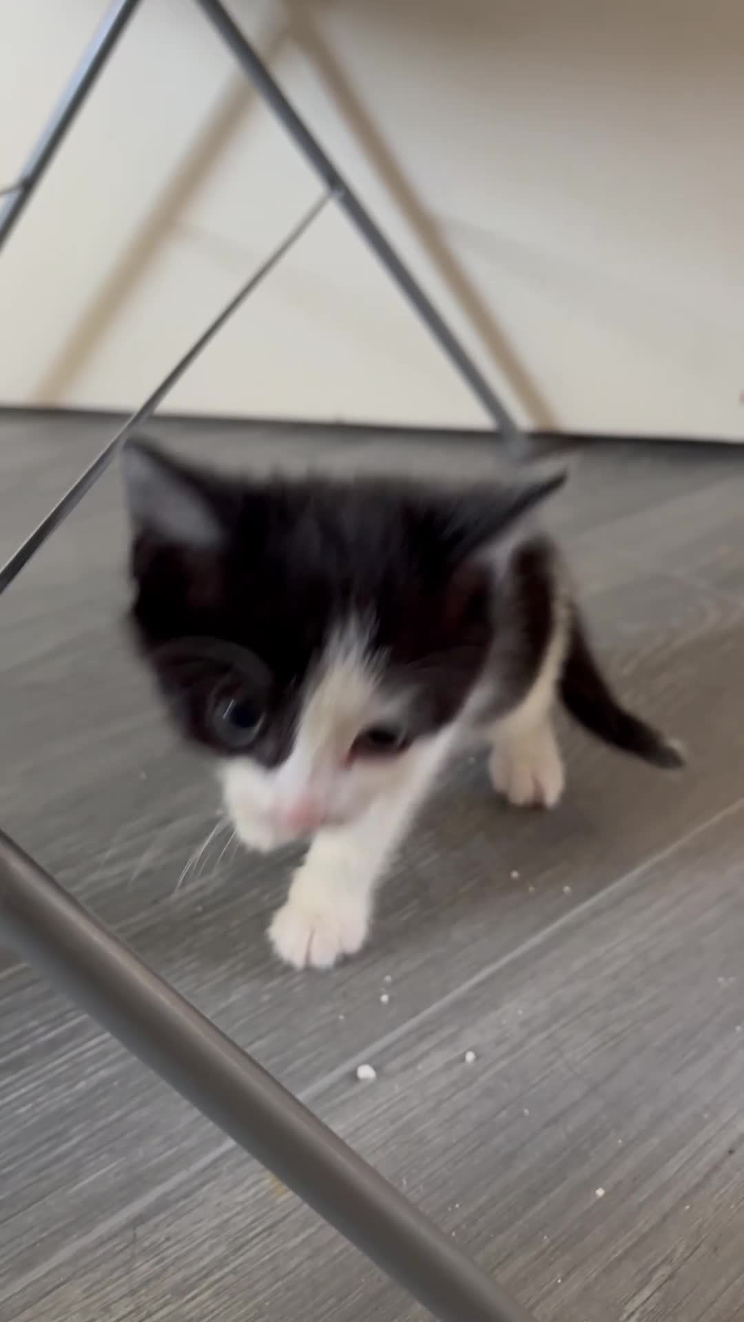 Mixed Breed cats for sale: Kittens for sale - Video 1
