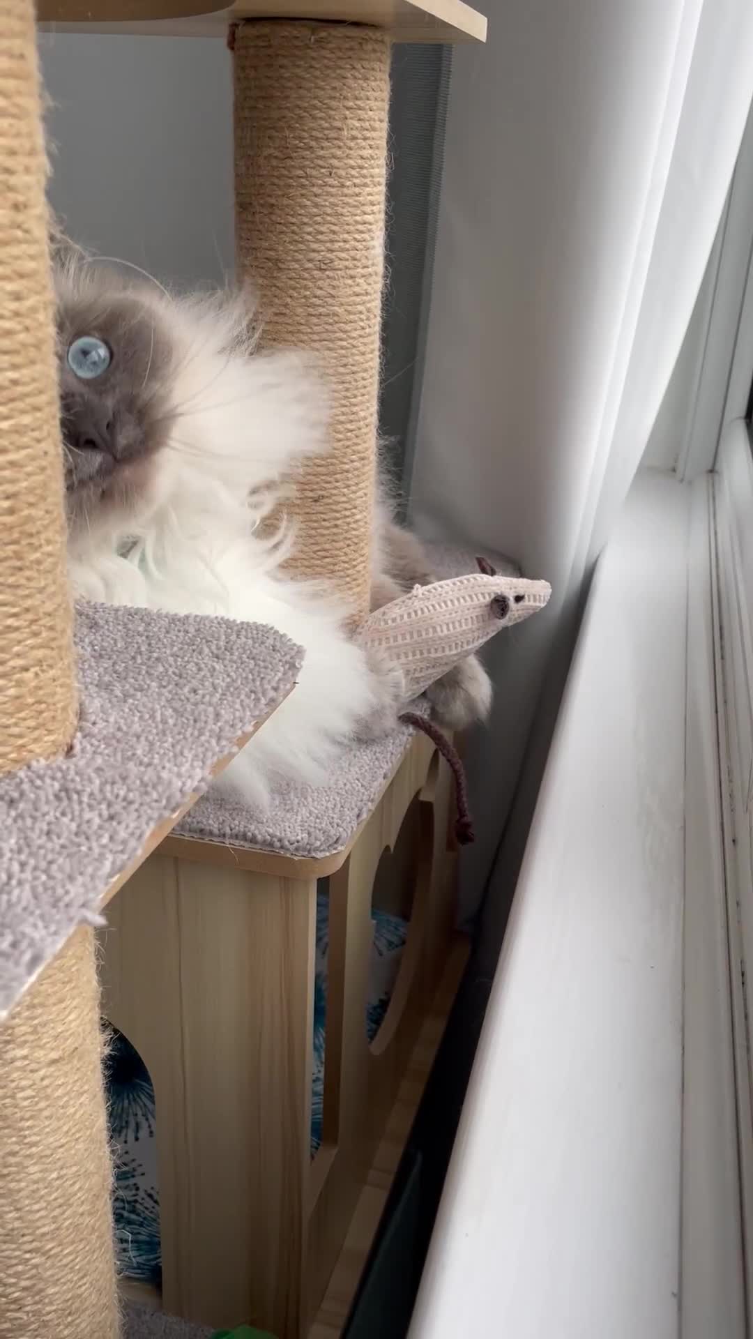 Ragdoll cats for sale: Rehoming our beautiful girl  - Video 2