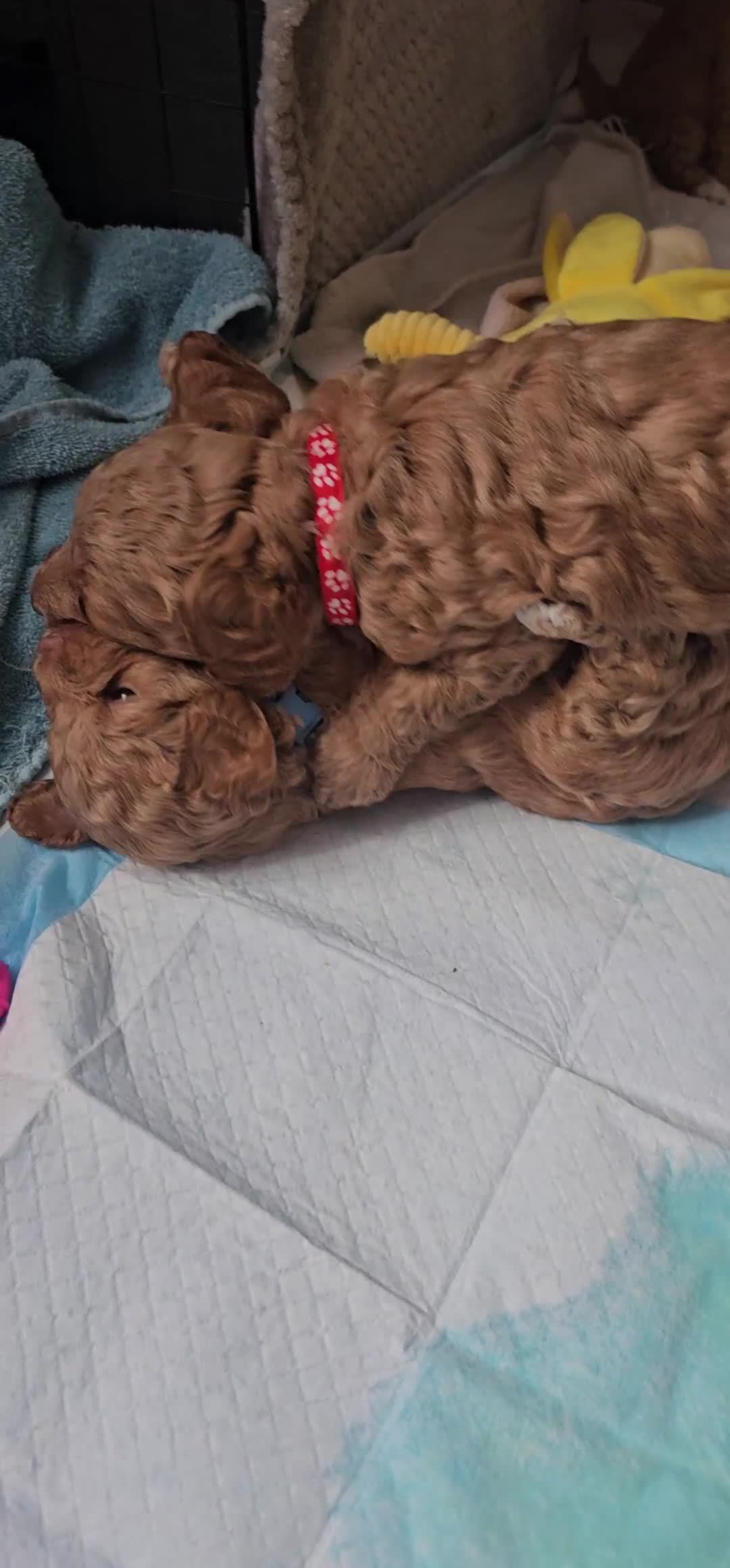Cavapoo dogs for sale: Cavapoo for sale - Video 1