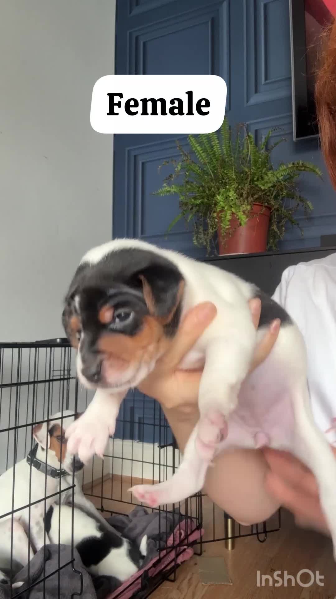 Jack Russell dogs for sale: 3 beautiful Jack Russell puppies - Video 2