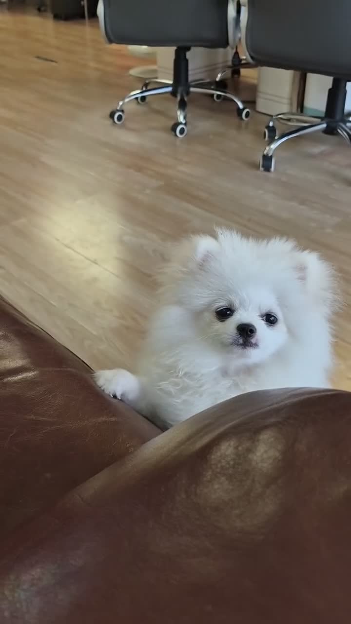 Pomeranian dogs for sale: 2 white poms 17 weeks old 1 boy 1 girl - Video 1