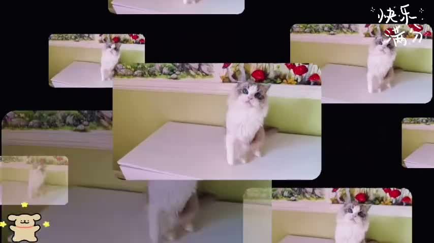 Ragdoll cats for sale: TICA registered Beautiful EU Ragdoll!  - Video 1