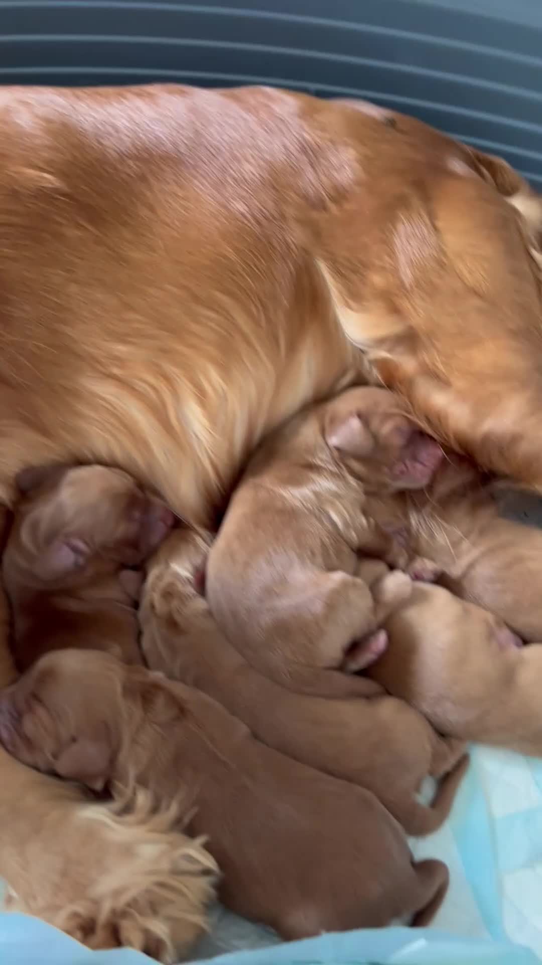 Cocker Spaniel dogs for sale: Stunning Cocker Spaniel puppies - Video 2