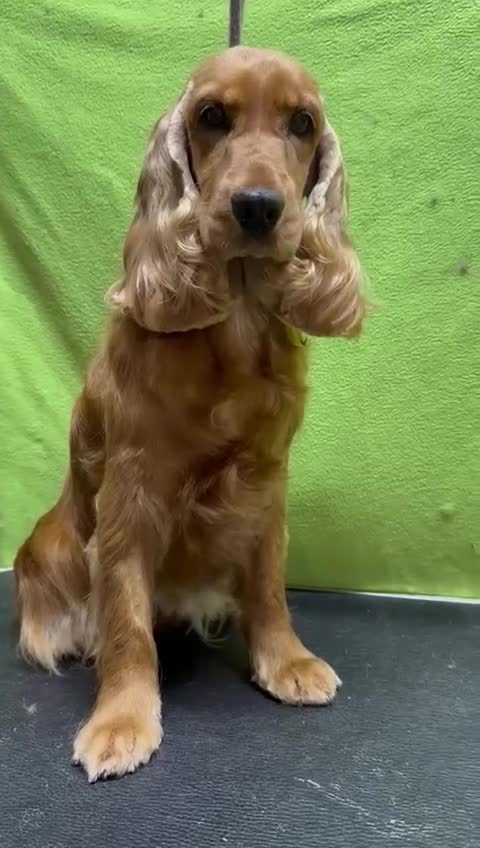 Cocker Spaniel dogs for adoption: Hazel’s Story: Left Behind, Fighting to Survive - Video 1