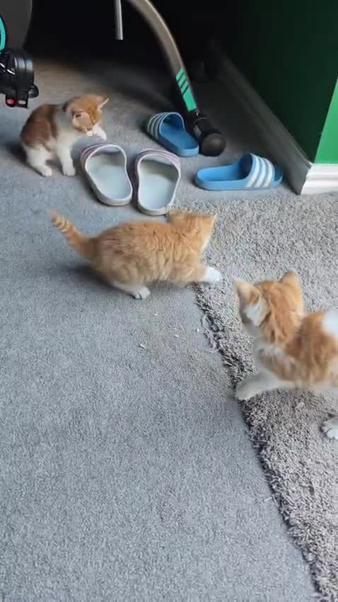 Domestic Shorthair cats for sale: Ginger kittens for sale - Video 1