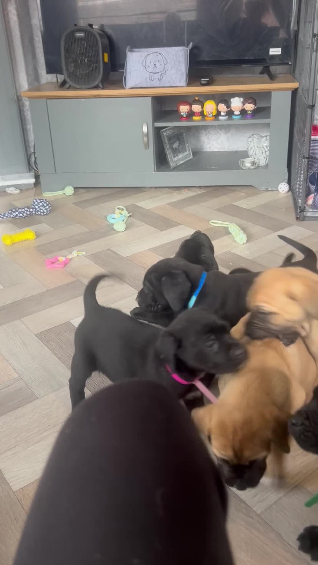 Mixed Breed dogs for sale: Old English mastiff x puppies - Video 1
