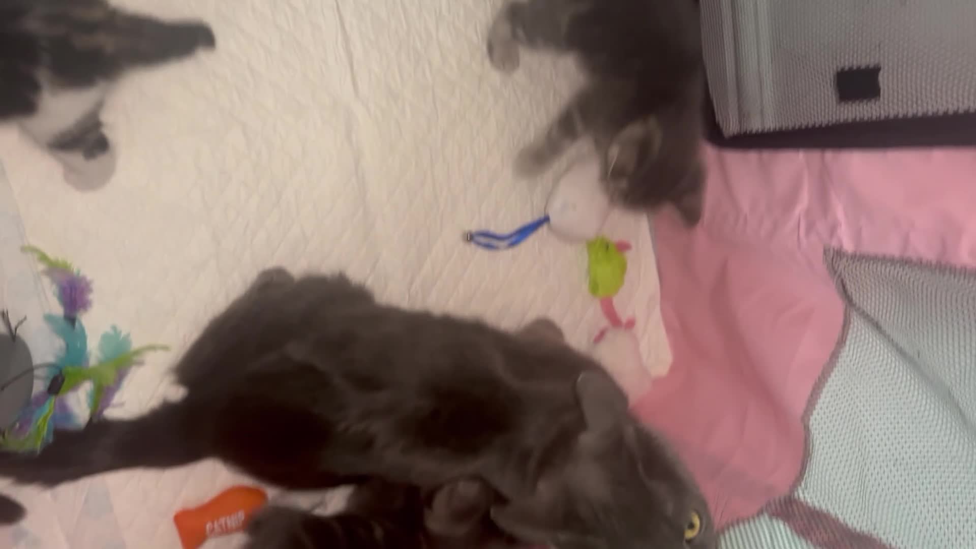 Mixed Breed cats for sale: Beautiful kittens🐱 - Video 1