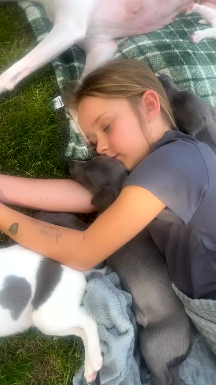 Whippet dogs for sale: Stunning kc whippet puppy’s  - Video 4