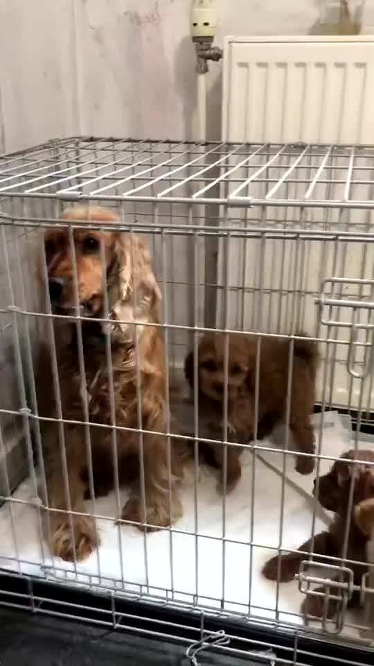 Cockapoo dogs for sale: F1 cockapoo pups  - Video 1