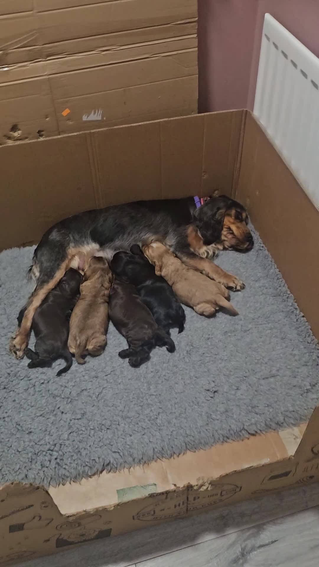 Cocker Spaniel dogs for sale: Show type Cocker Spaniels - Video 1