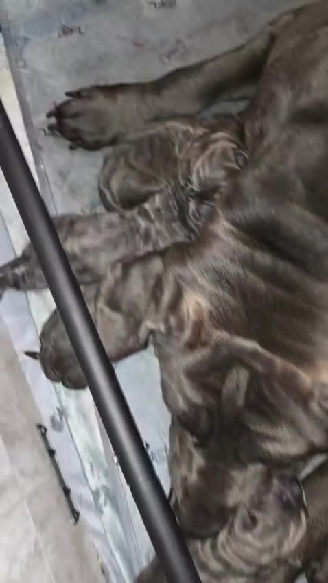 Cane Corso dogs for sale: Cane corso puppies  - Video 1