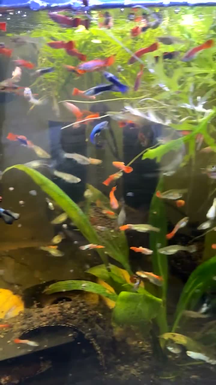 Rainbow Fish fish for sale: Rainbow guppys - Video 1