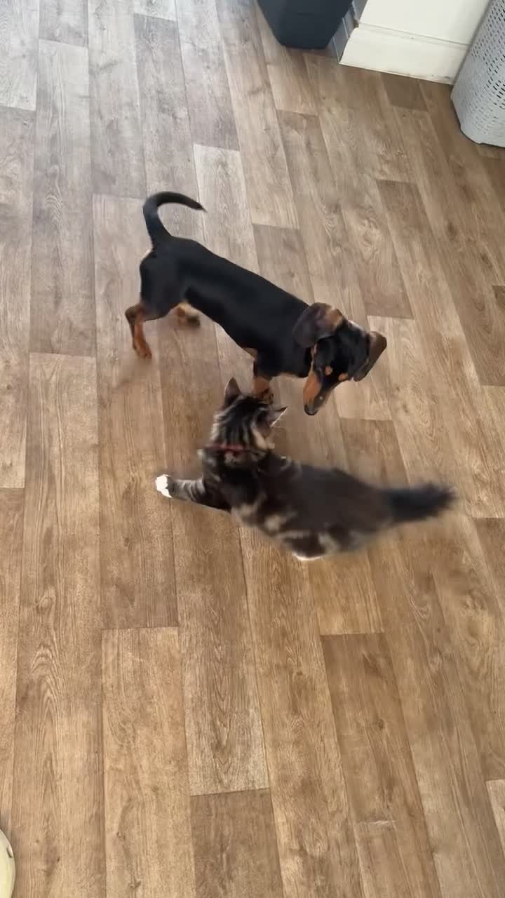 Miniature Dachshund dogs for sale: REHOMING 2yr old miniature daschound in Burry Port - Video 1