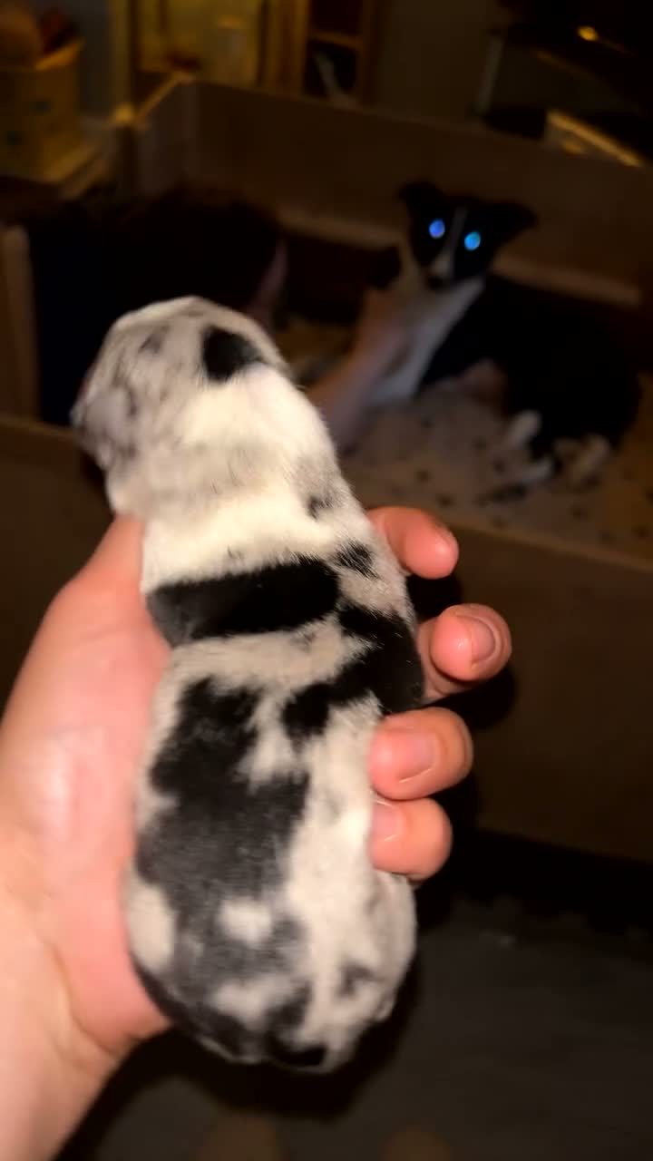 Border Collie dogs for stud: Blue Merle Stud  - Video 2