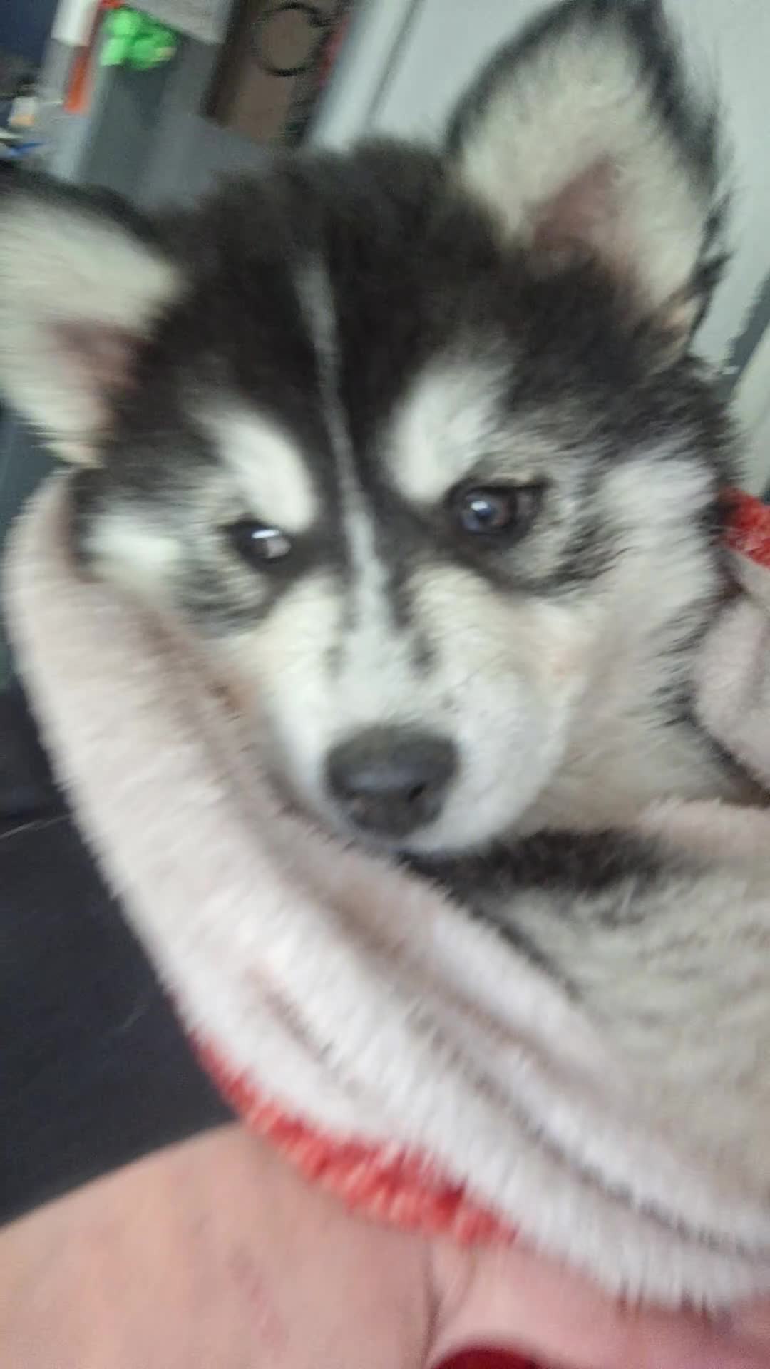 Pomsky dogs for sale: ❤️ POMSKY PUPPIES READY NOW ❤️ in Port Talbot - Video 1