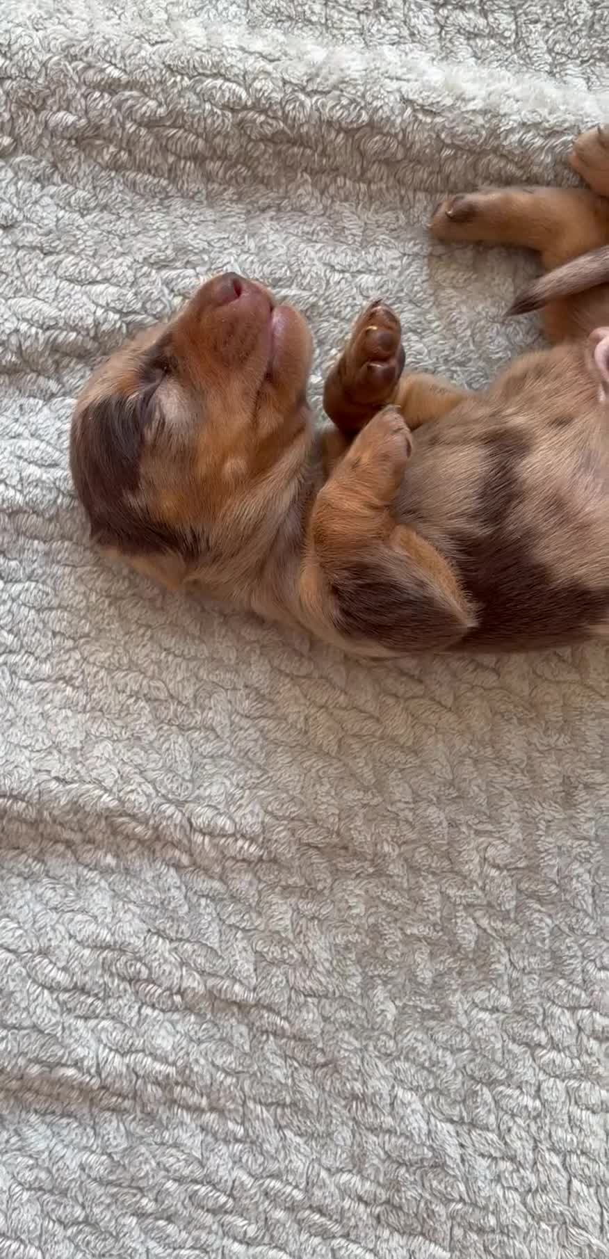 Miniature Dachshund dogs for sale: Kc registered PRA clear miniature dachshund - Video 1