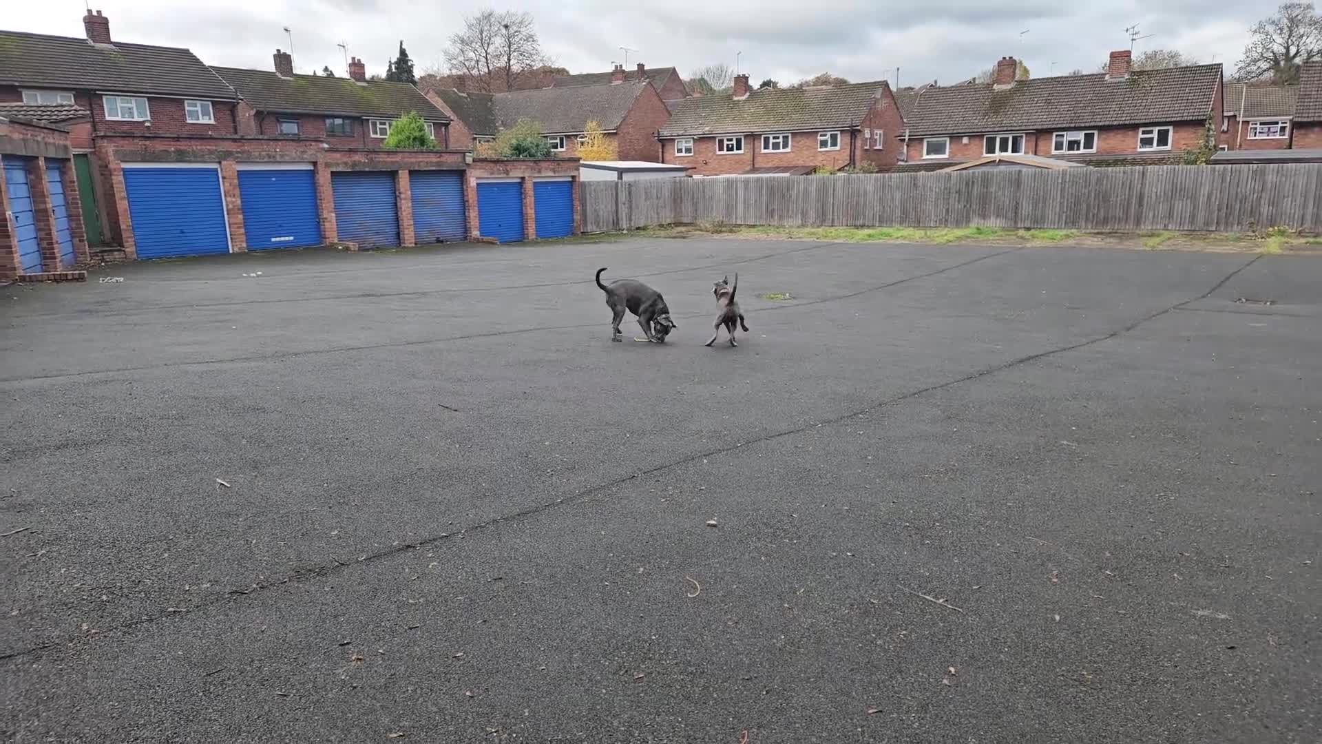 Cane Corso dogs for sale: Cane corsos - Video 1