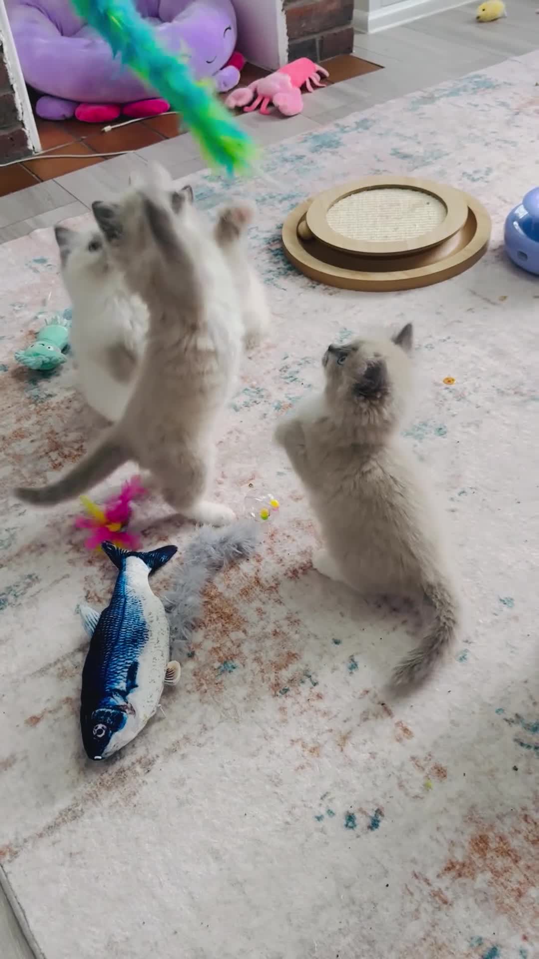 Ragdoll cats for sale: 100% Pure Mink and Blue Point Ragdoll Kittens  - Video 1