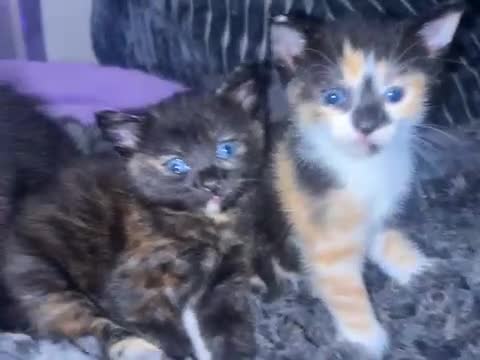 American Wirehair cats for sale: 3 lovely kittens that need a forever home  - Video 1