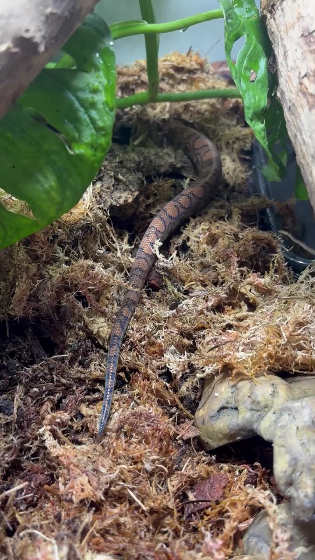 Boa Snake reptiles for sale: Brazilian Rainbow Boa  - Video 1