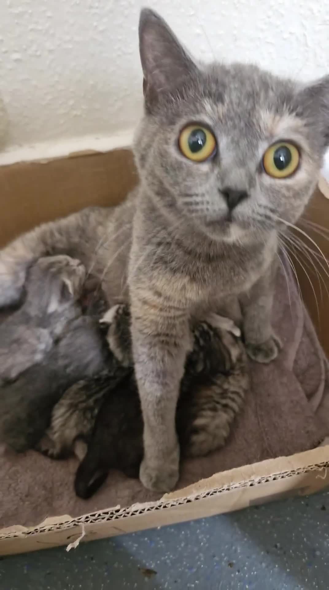 British Shorthair cats for sale: Half british shorthair kittens  - Video 1