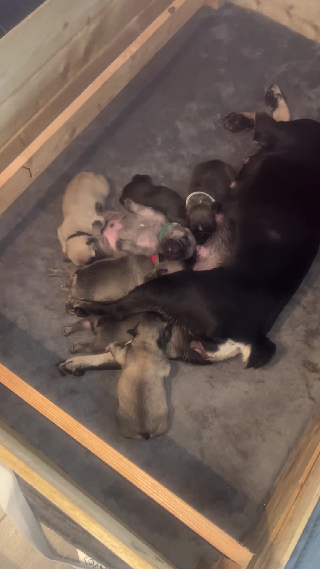 French Bulldog dogs for sale: French bulldog pups  - Video 1