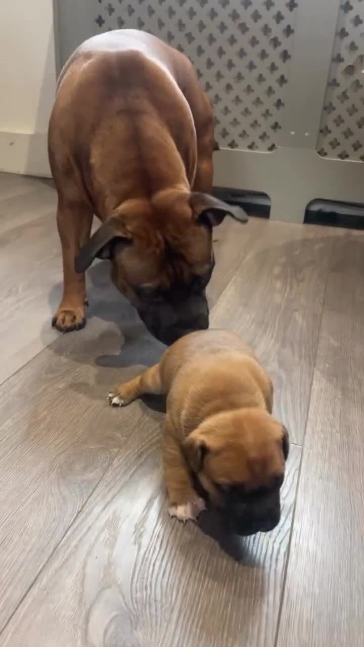 Staffordshire Bull Terrier dogs for sale: Beautiful chunky red staffys  - Video 1