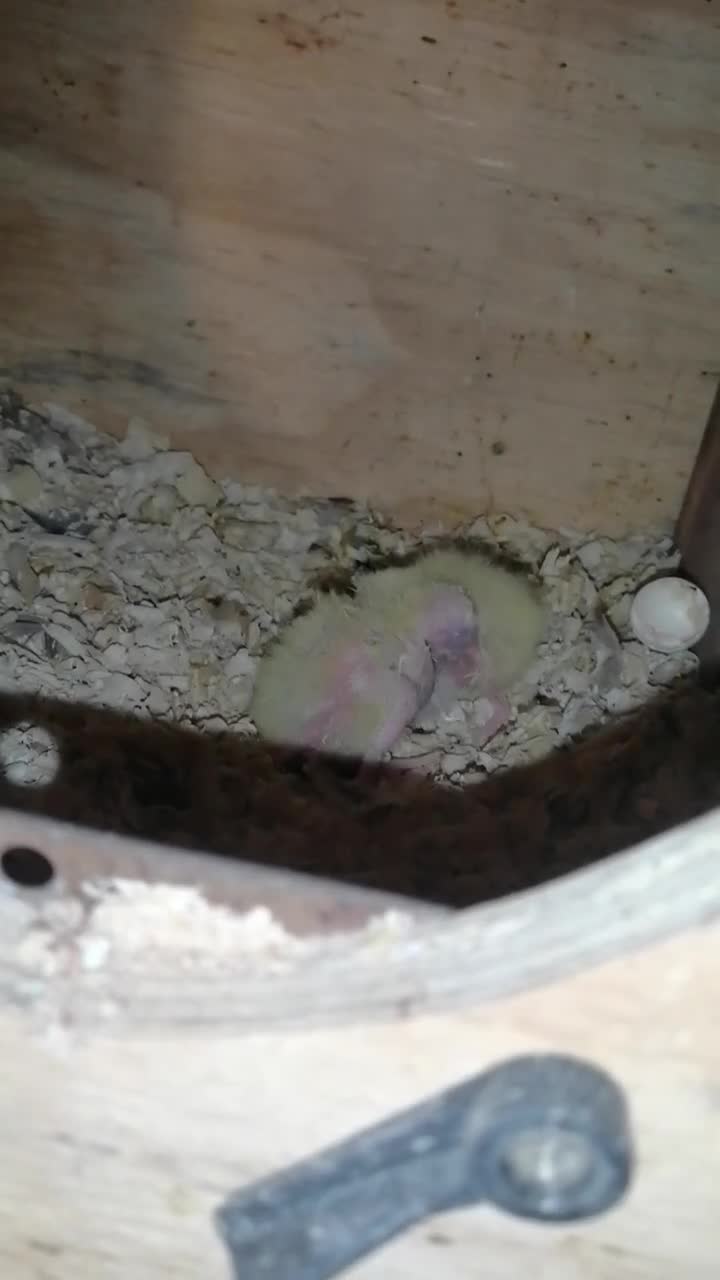 Cockatiels birds for sale: Juvenile Range of cockatiels in Manchester - Video 5