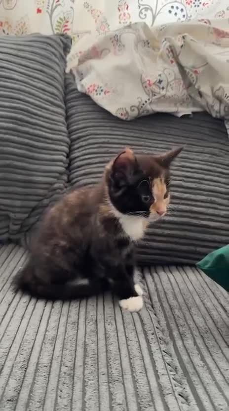 American Shorthair cats for sale: Lovely Tabbies and Calico Kittens for sale - Video 2