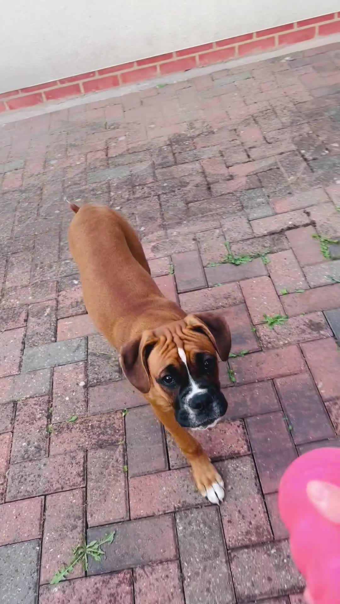 Boxer dogs for sale: Beautiful Boxer Puppy  - Video 1