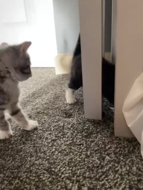 Mixed Breed cats for sale: One male ghost tabby  - Video 2