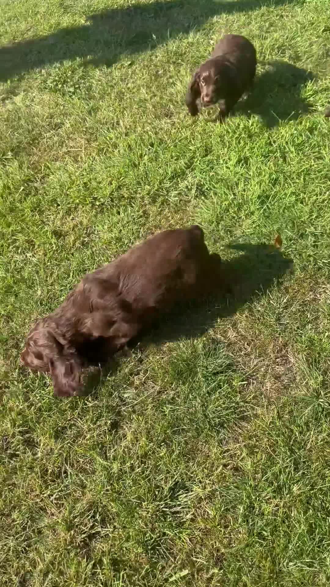 Sprocker dogs for sale: Sprocker Spaniel Pups- READY TO GO - Video 1
