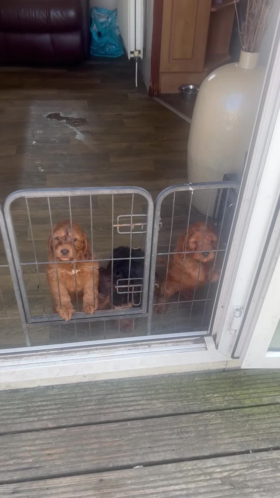 Cockapoo dogs for sale: F1 stunning cockapoos  - Video 1