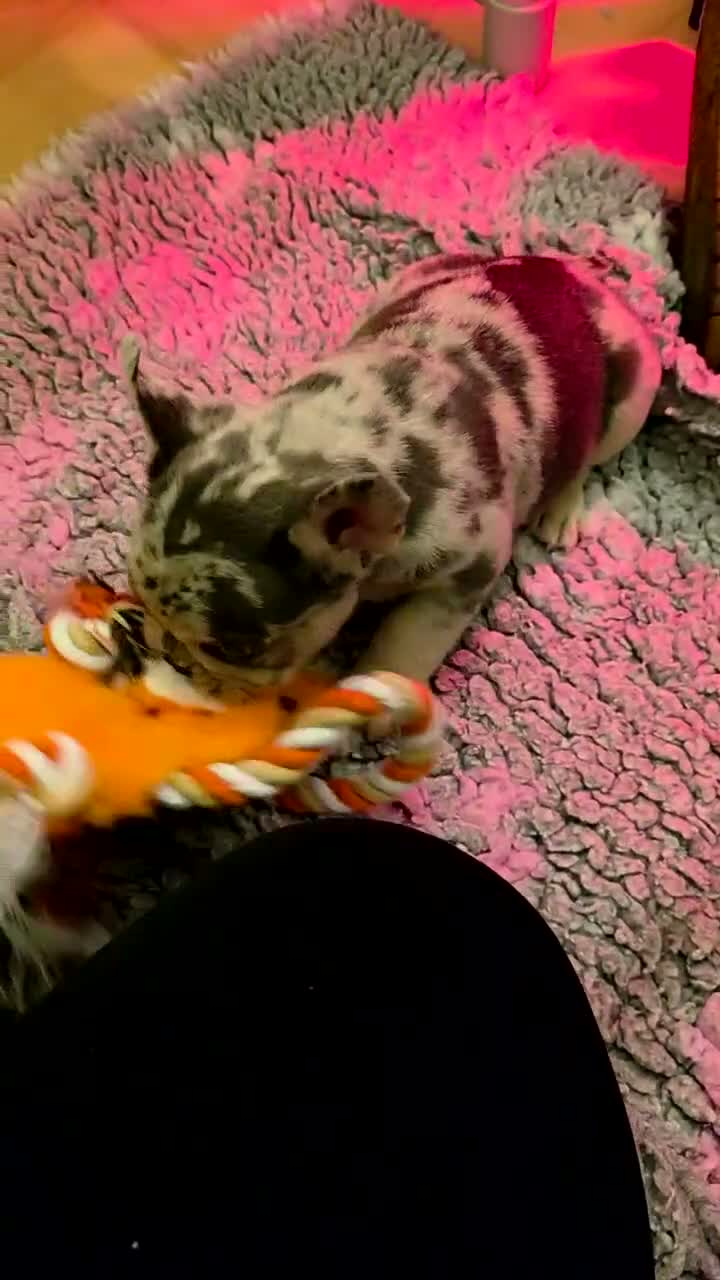 French Bulldog dogs for sale: 3 Male French Bulldogs READY TO GO - Video 2