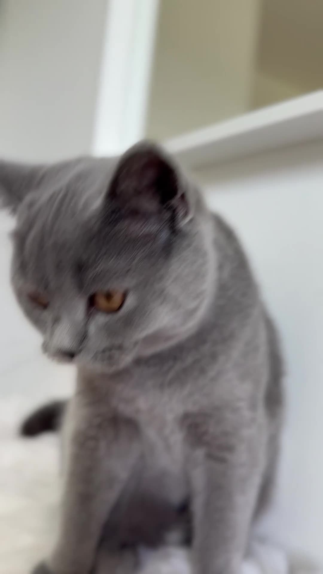 Scottish Fold cats for sale: Lovely Scottish straight girl - Video 1