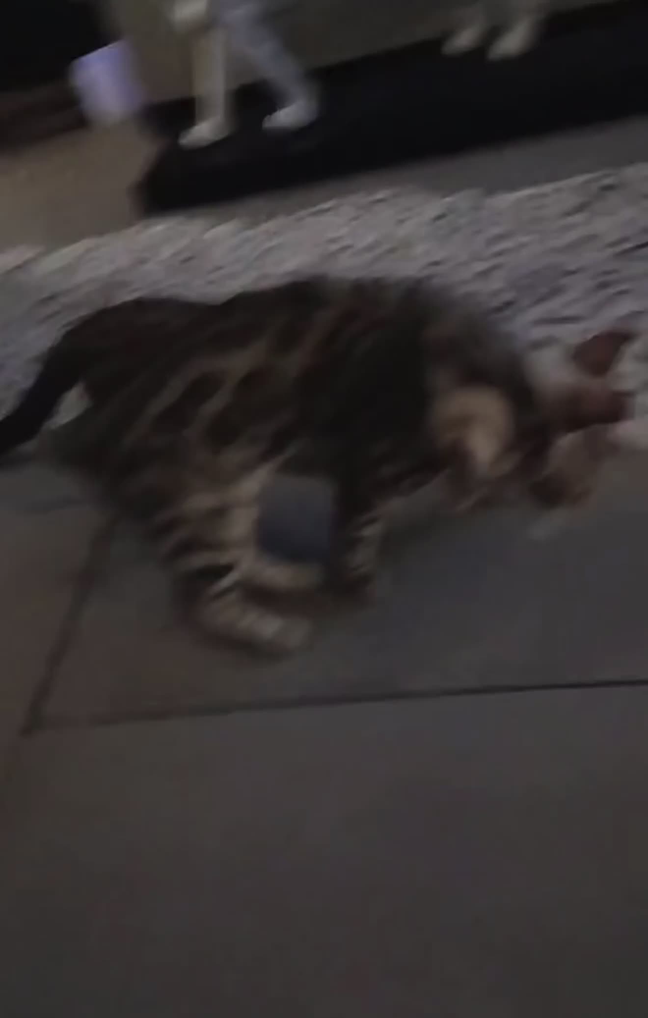 Bengal cats for sale: Mother and baby bengal ready now - Video 1