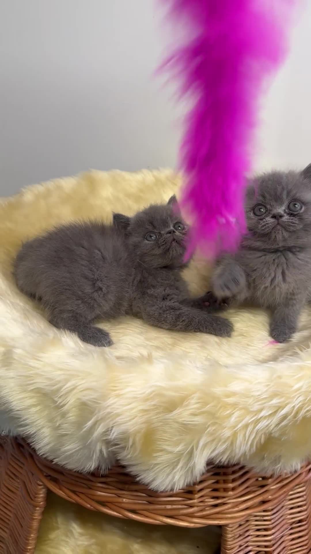 Exotic cats for sale: exotic kittens  - Video 1