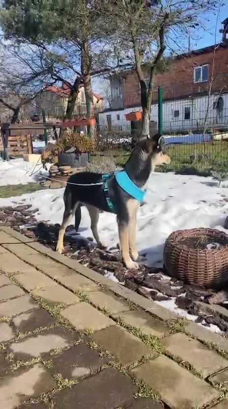 Mixed Breed dogs for adoption: ❤️🐶 GITA – First To Love, First To Play 🐶❤️ - Video 1